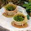 Advita Indoor/Outdoor Clay Statue Planter