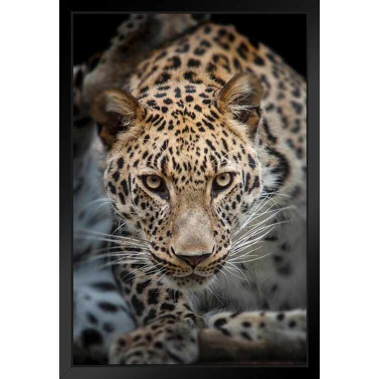 Latitude Run® Close Up Of Angry Leopard Photo Leopard Pictures Wall Decor  Jungle Animal Pictures For Wall Posters Of Wild Animals Jungle Leopard  Print Decor Animal Wall Decor Black Wood Framed Art