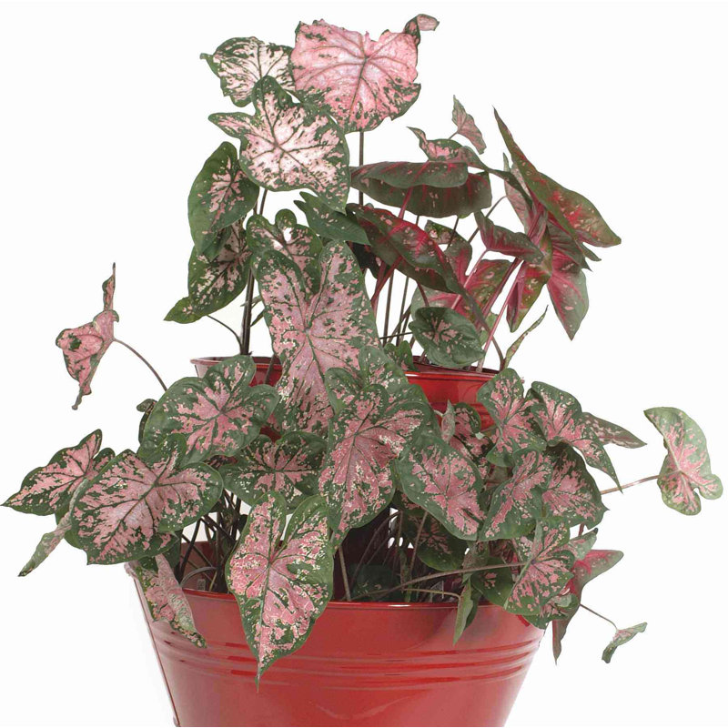 Reposa Metal Pot Planter, Red