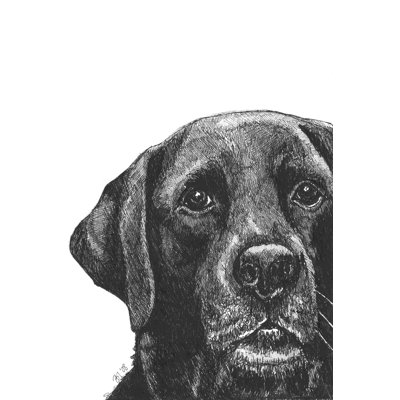 Millie The Black Lab
