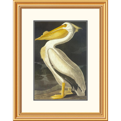 American White Pelican by John James Audubon Framed Painting Print