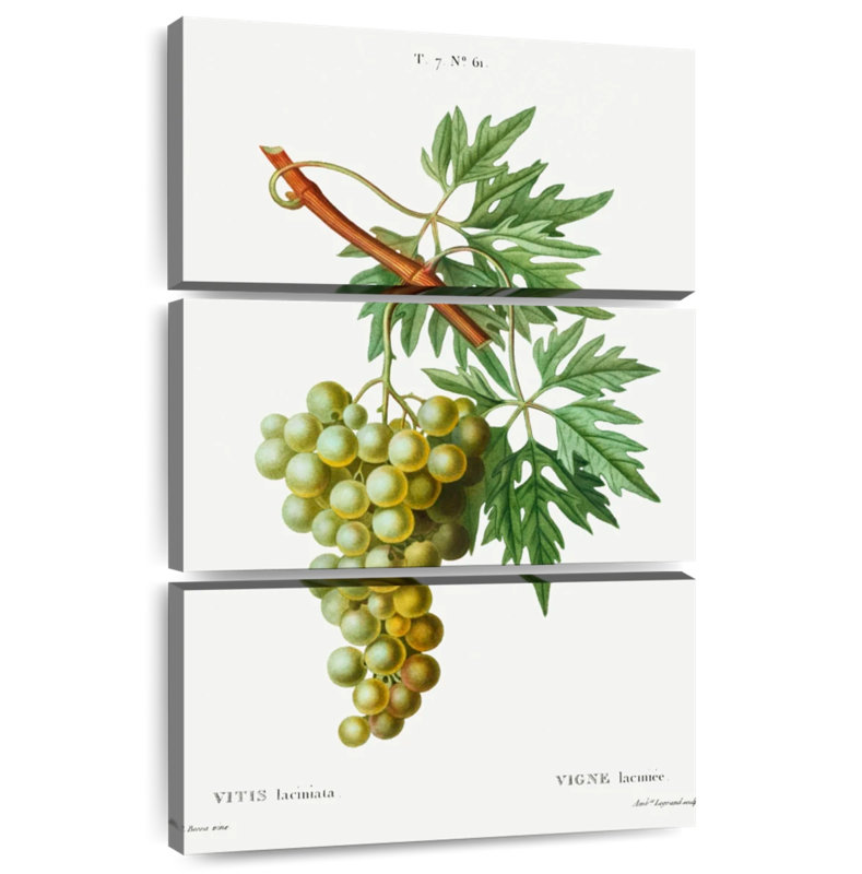 Vigne Yarlin - Vitis Laciniata, H 57 po x l 36 po