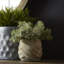 Cache Ceramic Planter-1849084781
