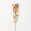 29" Subtle Protea Spray-1188389747-1188389756