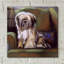 Tibetan Terrier par Barbara Keith - impression non encadrée-1566828065