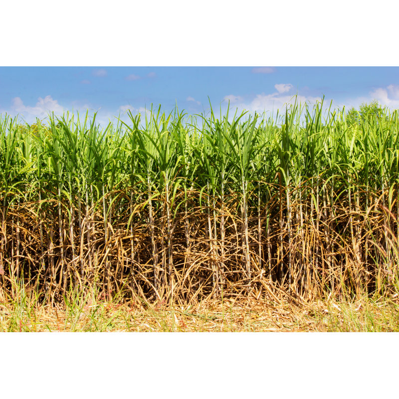 Sugar Cane Industrial - Wrapped Canvas Print, 61cm H x 91cm W