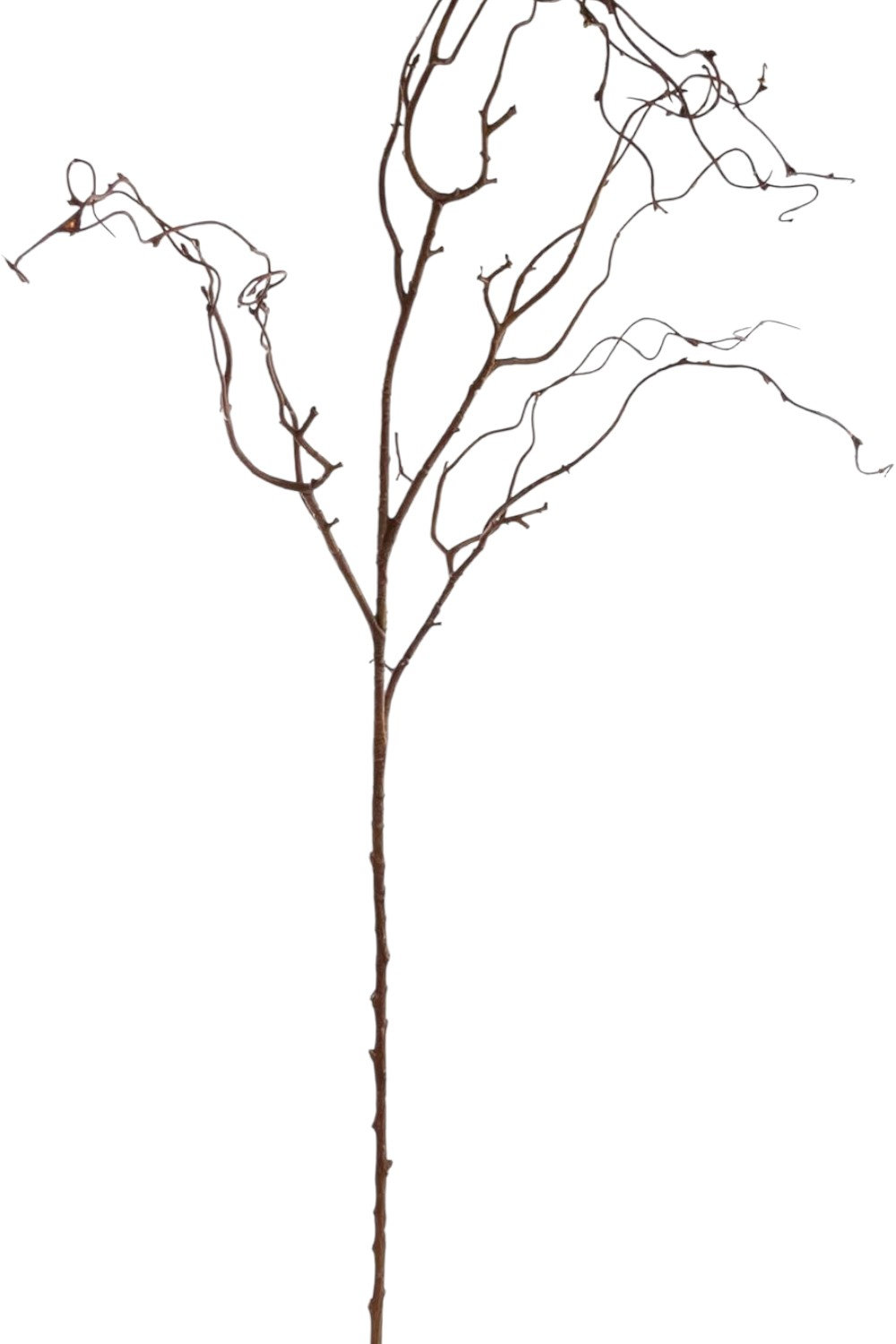 41" Twig Branch
