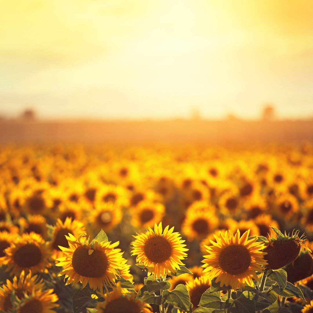 Sonnenblumen in der Provence von Mammuth - Druck