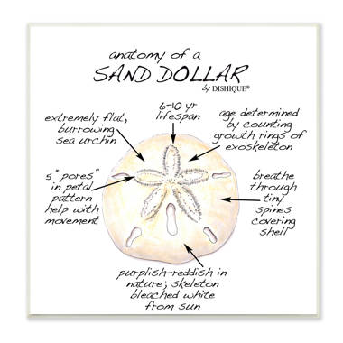 The Spiritual Meaning and Symbolism of the Sand Dollar - A-Z Animals