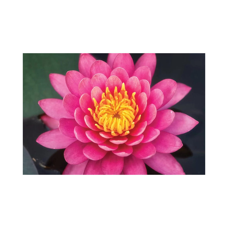 Pink Lotus Flower 1 Piece Wall Art on Canvas, 101.6cm H x 152.4cm W x 3.81cm D, Wrapped Canvas