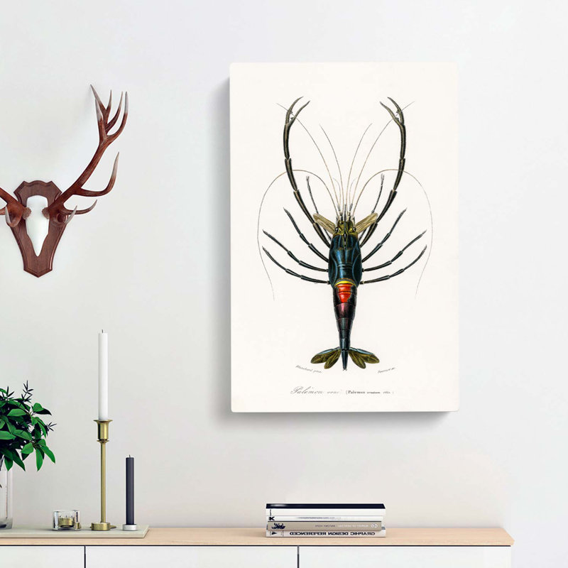 Crimson Crawfish Illustration by Charles D' Orbigny - Wrapped Canvas Painting, 76cm H x 50cm W x 3cm D
