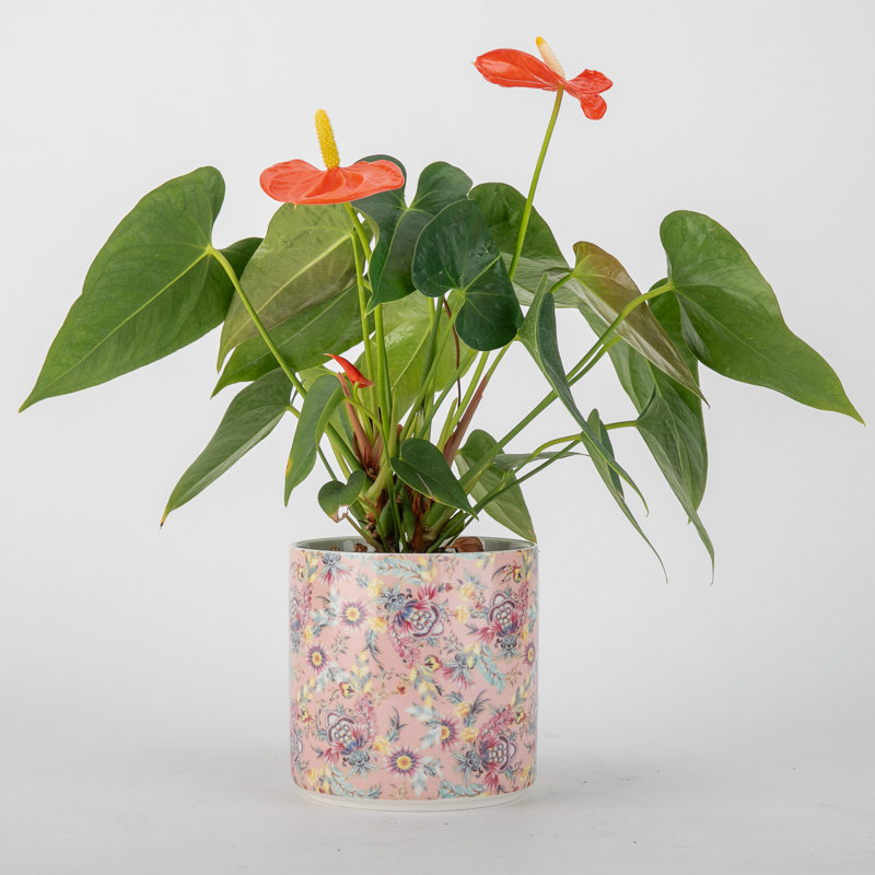 Porcelain Round Planter Pot Calico Pink