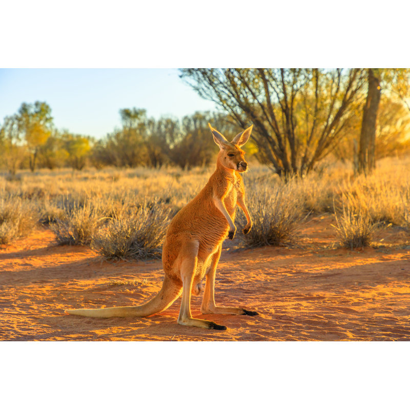 " Red Kangaroo Standing " by Bennymarty, 30" W x 20" H