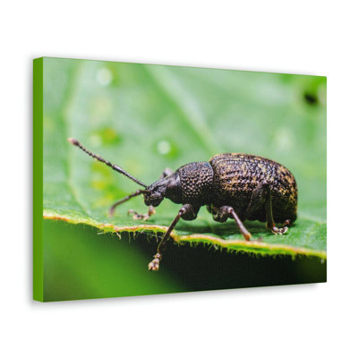 No Frame Print on Canvas