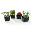 Ensemble de 4 plantes grasses artificielles en pot