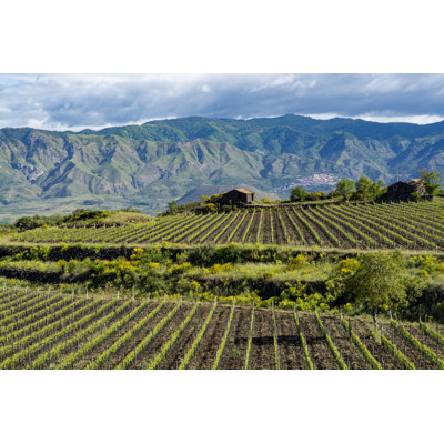 Flomaton Vineyards In Etna Volcano - Wrapped Canvas Print