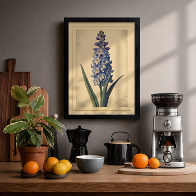 Hyacinth Study Botanical - Framed Print
