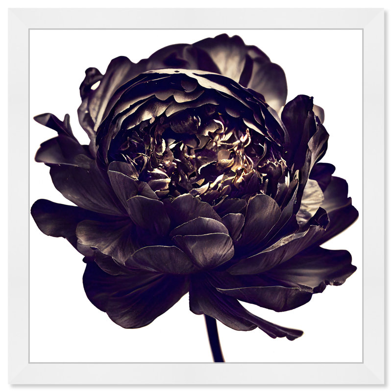 Pivoine noire - cadre photo, H 14 po x l 14 po, Cadre blanc