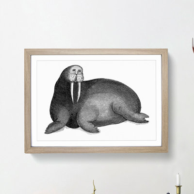 Walrus in Black & White by George Shaw - Picture Frame Drawing Print
