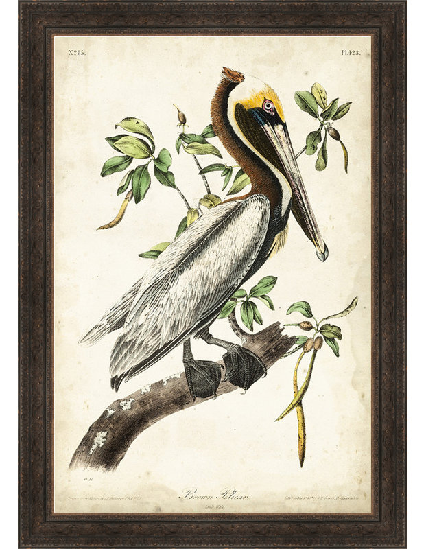 " Brown Pelican "