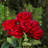 Silk Rose Arrangement in Vase-1692474156