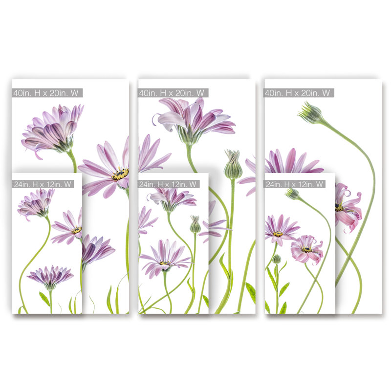 Cape Daisies I - impression sur toile, H 40 po x l 60 po x P 1,5 po