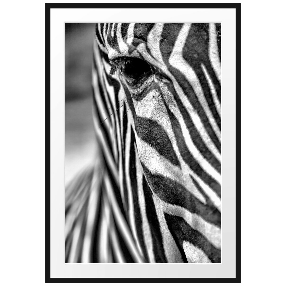 Gerahmtes Poster Zebra Nahaufnahme