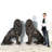 Bronze Sitting Lions Sculpture Pair