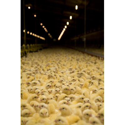 Baby Chicks 1 Piece Wrapped Canvas Wall Art