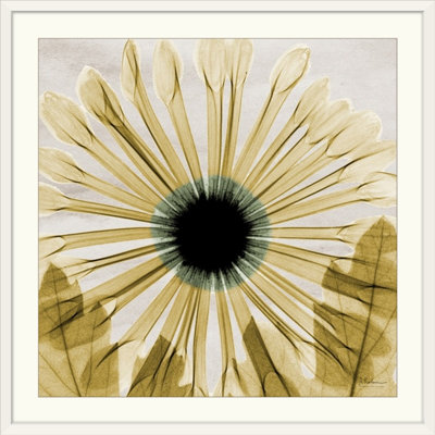 Chrysanthemum X-Ray Photography Print
