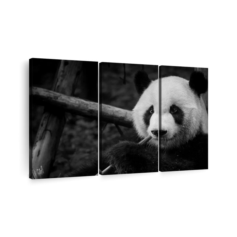 «Eating Giant Panda», 3 pièces sur toile, H 42 po x l 65 po x P 1,25 po