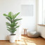 Faux tropical Dypsis Lutescens en pot