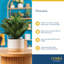 Dracaena Plant in Planter