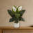 Spathifyllum Silk Plant in Glass Planter