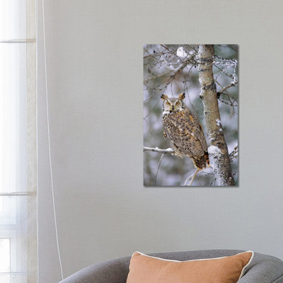 Great Horned Owl, Pale Form, Perching in a Snow-Covered Tree, British Columbia, Canada 1 Piece Wrapped Canvas Wall Art