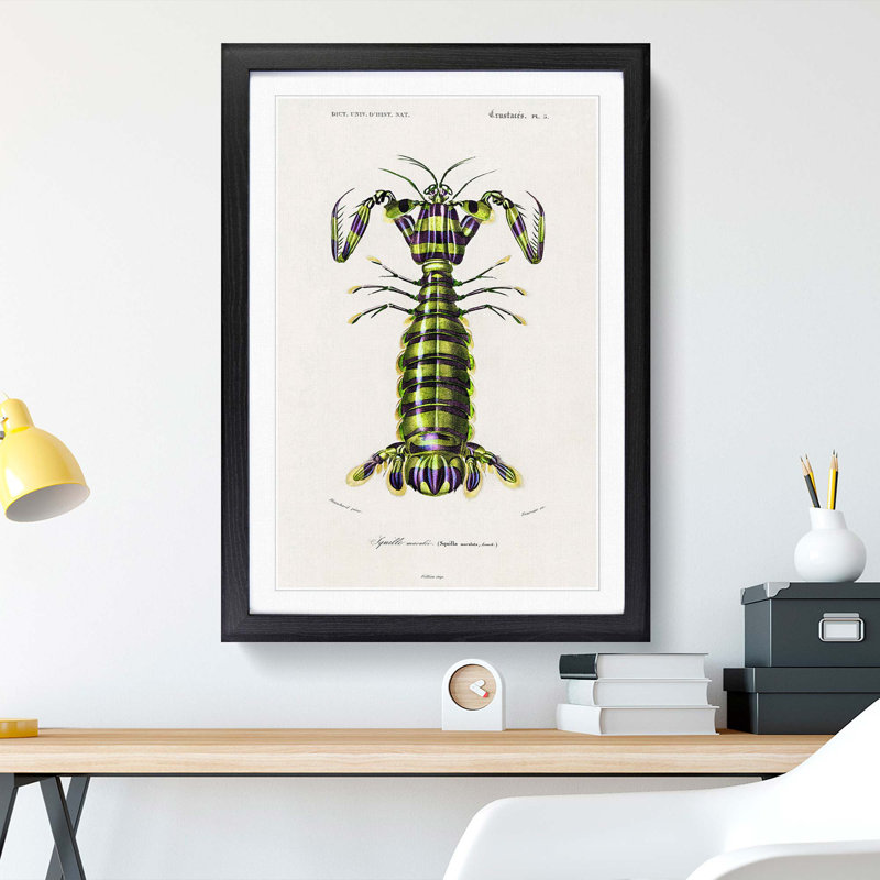 Giant Mantis Shrimp by Charles D'Orbigny - Picture Frame Painting Print, 65cm H x 48cm W x 2cm D, Black Framed