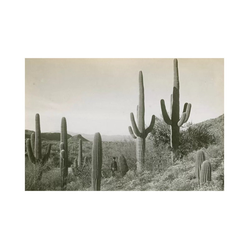 Canon Des Coches, Tortolita Mountains, USA by D. T. Macdougal - Wrapped Canvas Print, 20.32 cm H x 30.48 cm W