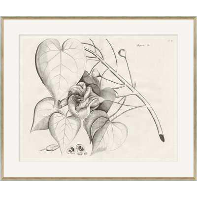 Malaberica Brittanica 1 Giclee Print by Soicher Marin Archives