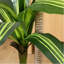 Arbre Dracaena 4 pi 4 po
