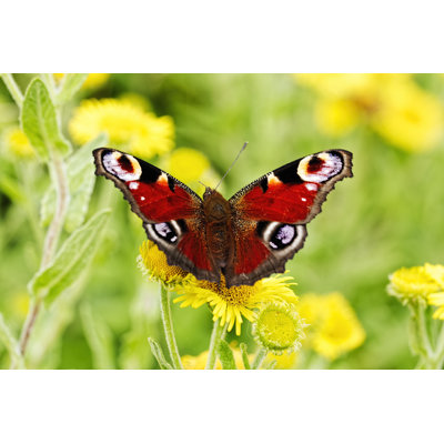 Swadlincote Butterfly 1 Piece Wrapped Canvas Wall Art