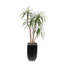 78"H Yucca Tree, Real Wood Trunks, Rocks in Black Tin Pot