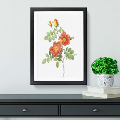 Austrian Briar Rose by Pierre-Joseph Redoute - Framed Print