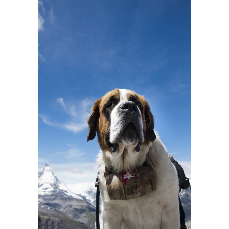 St bernhard dog, 76cm H x 51cm W