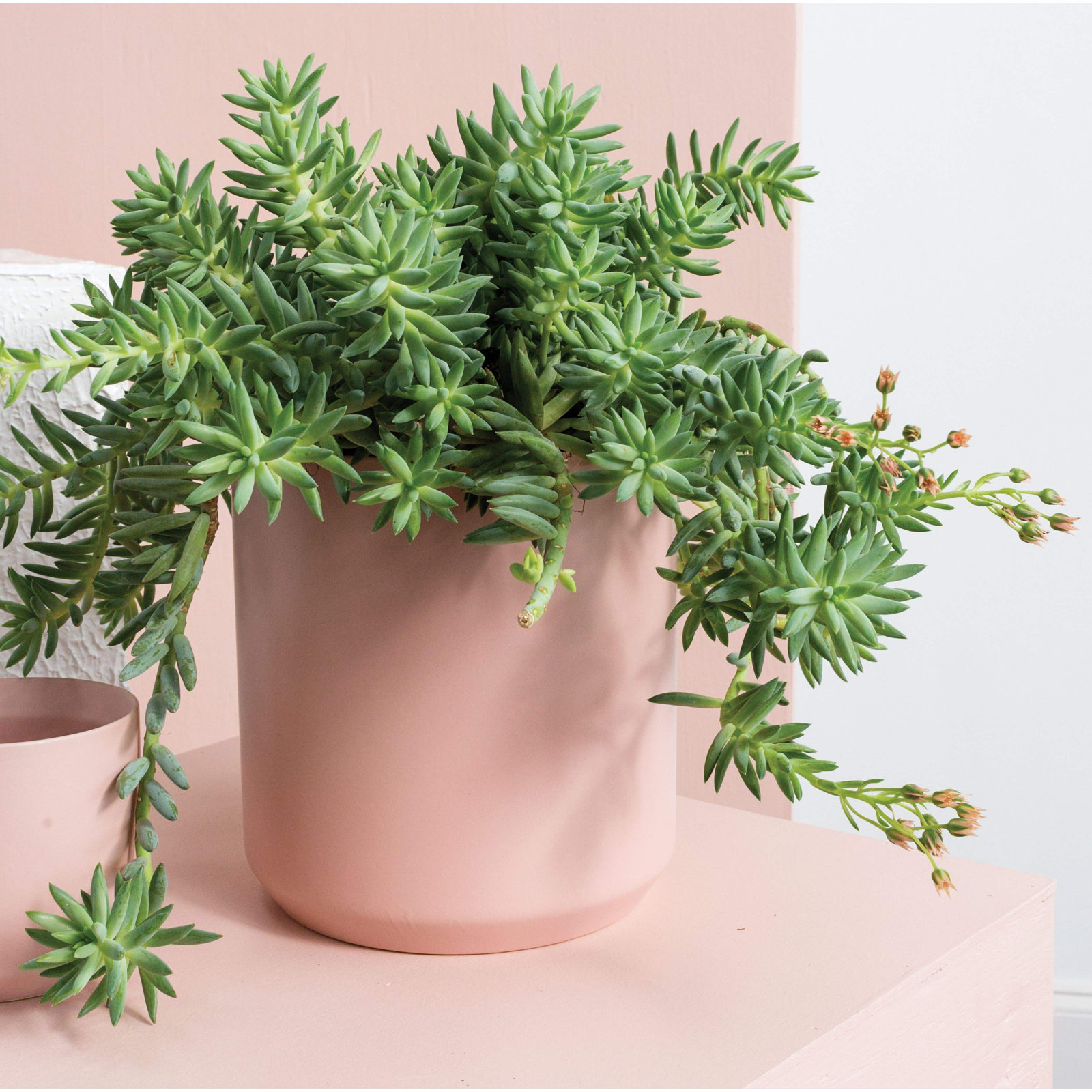 Parsons Ceramic Pot Planter, Pink, 6.75" H x 7" W x 7" D
