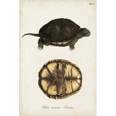 Antique Turtles and Shells II - Graphic Art