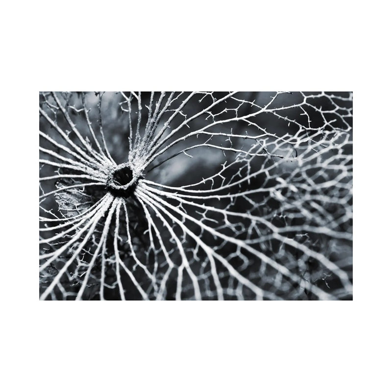 Winterspell by Design Fabrikken - Wrapped Canvas Gallery-Wrapped Canvas Giclée, 20.32 cm H x 30.48 cm W