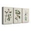 Pl. «153 Yellow-Rump Warbler», ensemble de 3 impressions sur toile tendue-327352860