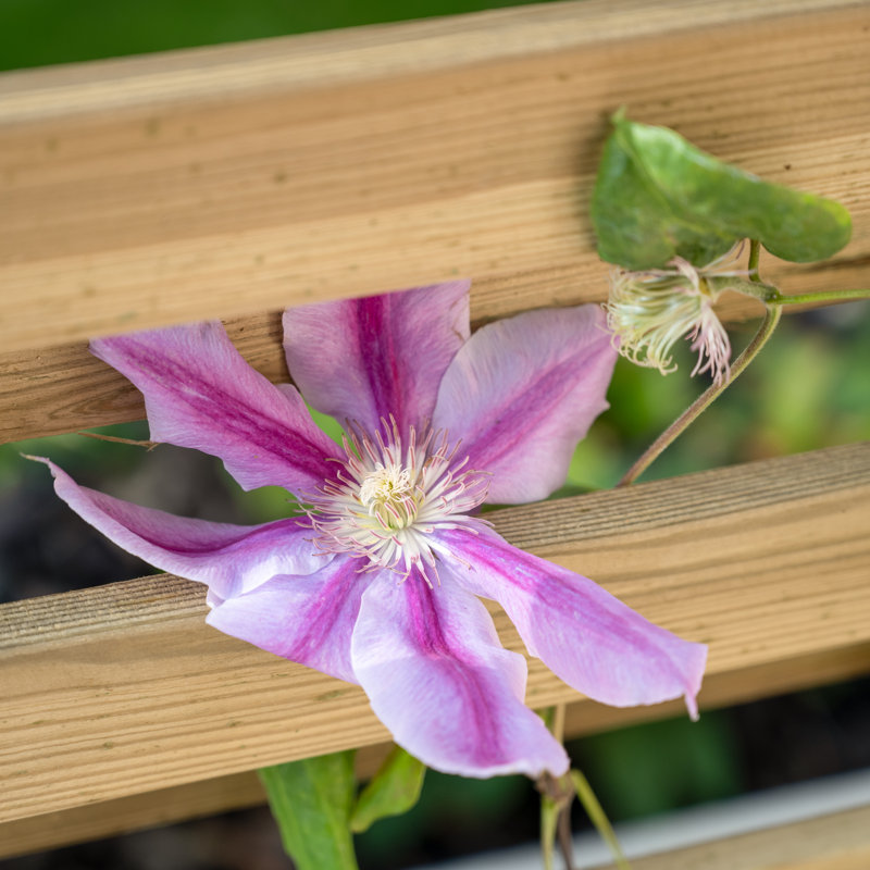 Wood Planter Box
