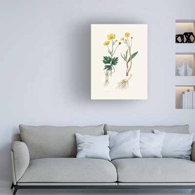 Bolog John Stephenson And Lesser Spearwort Medical Botany Canvas Art