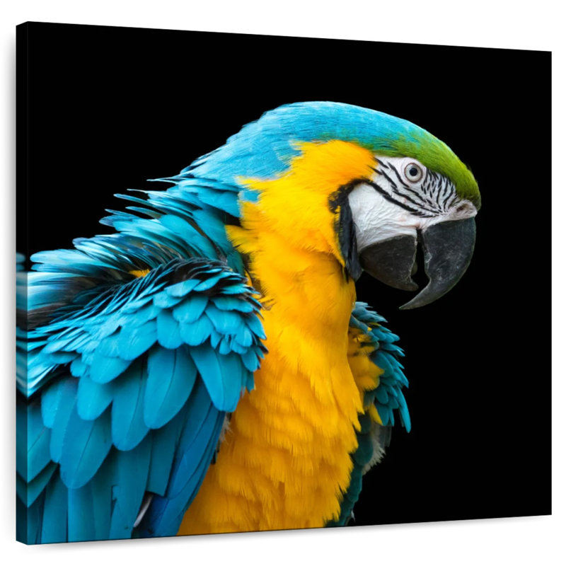 Crowle Charming Macaw, 30" H x 30" W